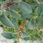 Cotoneaster integerrimus পাতা