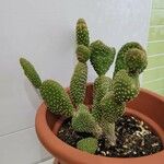 Opuntia microdasys Leht