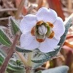 Trichodesma indicum Flower