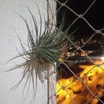 Tillandsia schiedeana 葉