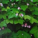 Rubus odoratus Elinympäristö