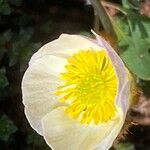 Ranunculus glacialis 花