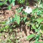 Monsonia angustifolia Цвят