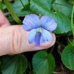 Viola × melissifolia Flower