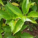 Hydrangea paniculata पत्ता
