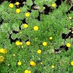 Cotula hispida Flor