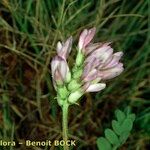 Astragalus leontinus 花