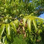 Fraxinus angustifoliaFolha