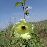 Hibiscus lunariifolius Outro