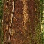 Eperua falcata Escorça