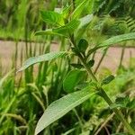 Ludwigia peruviana Habit