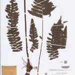 Cyathea surinamensis Лист