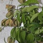 Harpullia arborea Leaf