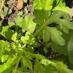 Artemisia princeps List