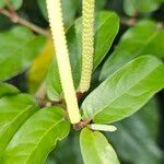 Piper tuberculatum Bloem