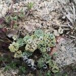 Filago tyrrhenica 葉