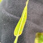Lagurus ovatus 葉