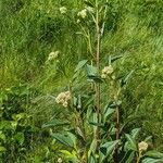 Arnoglossum plantagineum Leaf