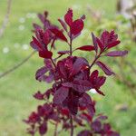 Cotinus coggygriaLeaf