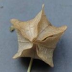 Nicandra physalodes Fruit