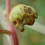 Pyrola chlorantha Flower