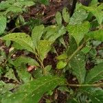 Trichilia schomburgkii Leaf