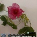 Hibiscus acetosella Kvet