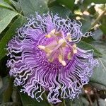 Passiflora incarnata Lorea