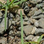 Poa alpina Leaf
