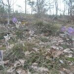 Pulsatilla patens Habitus