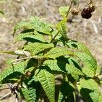 Buddleja globosa पत्ता