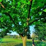 Castanea sativa Buveinė