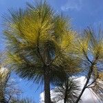 Pinus coulteri Hoja