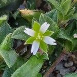 Cerastium diffusum Λουλούδι