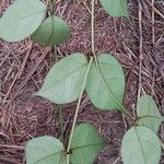 Cremaspora triflora Leaf