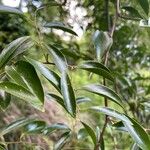 Smilax laurifolia Fuelha