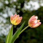 Tulipa grengiolensis Leaf