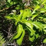 Mussaenda arcuata Leaf