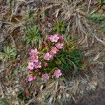 Centaurium littorale Hábito