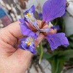 Iris unguicularis Flower