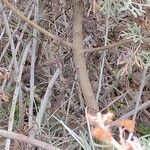 Schizogyne sericea Kůra
