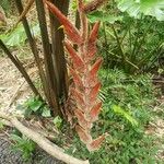 Heliconia vellerigera Hedelmä