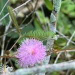 Mimosa pudicaBlomst