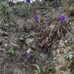 Campanula pelviformis Flor