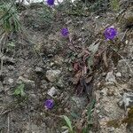 Campanula pelviformis Flower