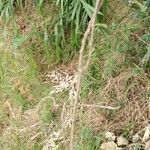 Acacia ataxacantha Habitatea