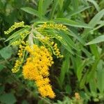 Solidago gigantea 花