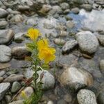 Mimulus guttatus Blad