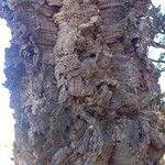 Quercus suber Bark