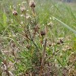 Plantago sempervirens Habit